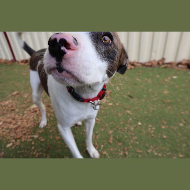 Photo of Ollie