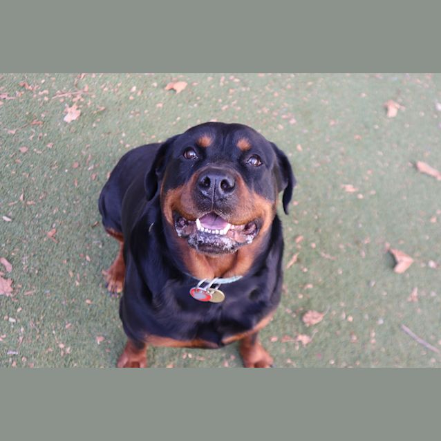 Mrs. Doubtfire - Large Female Rottweiler Mix Dog in VIC - PetRescue