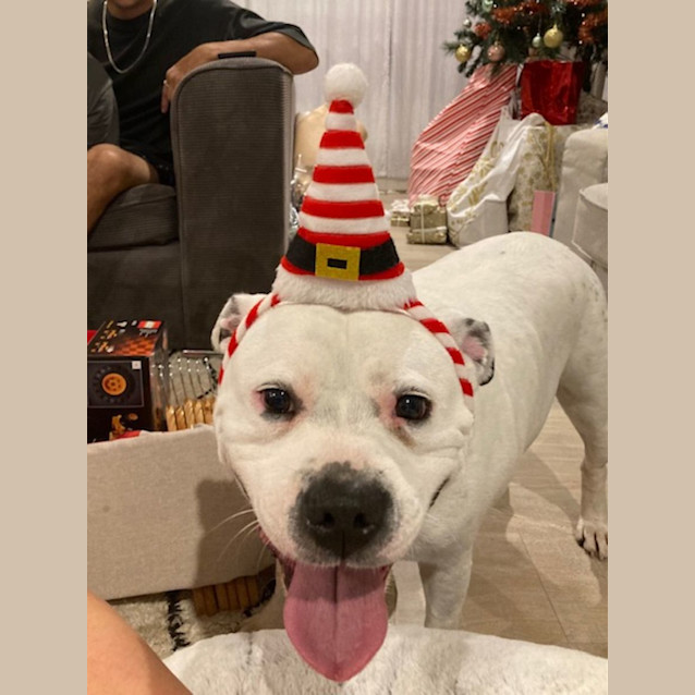 Photo of Lady Mc Wigglebottom