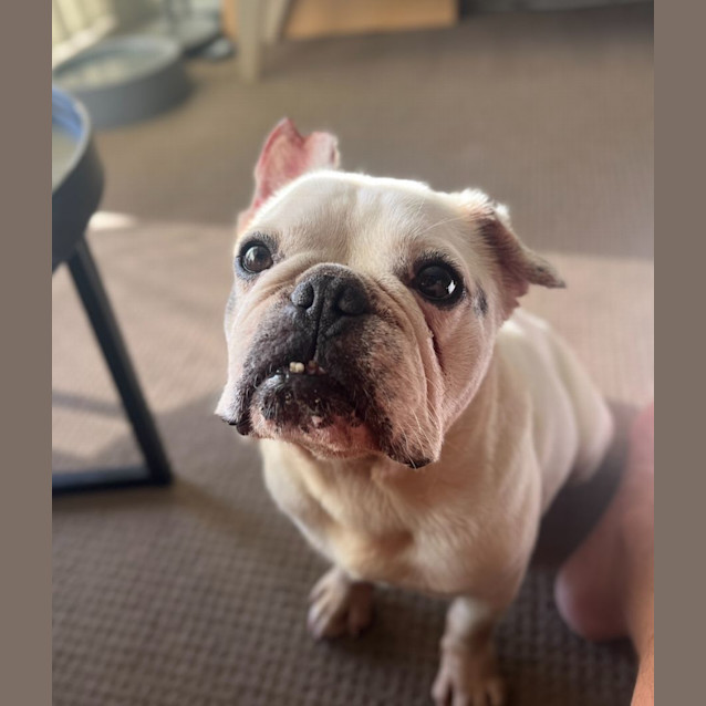 Photo of Meatball