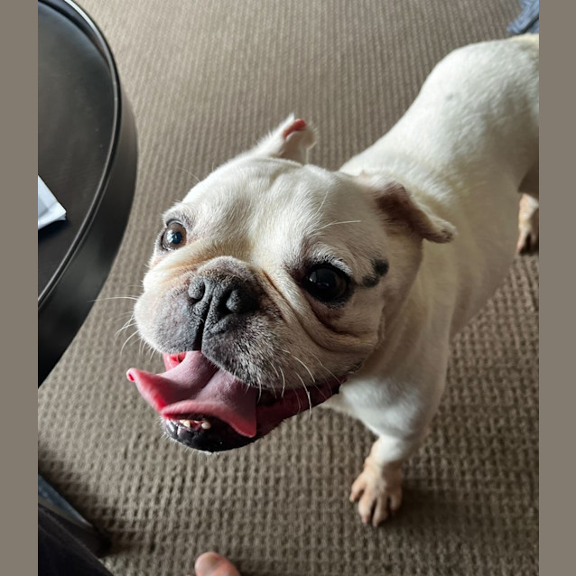 Photo of Meatball