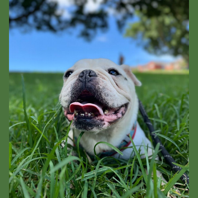 Photo of Meatball