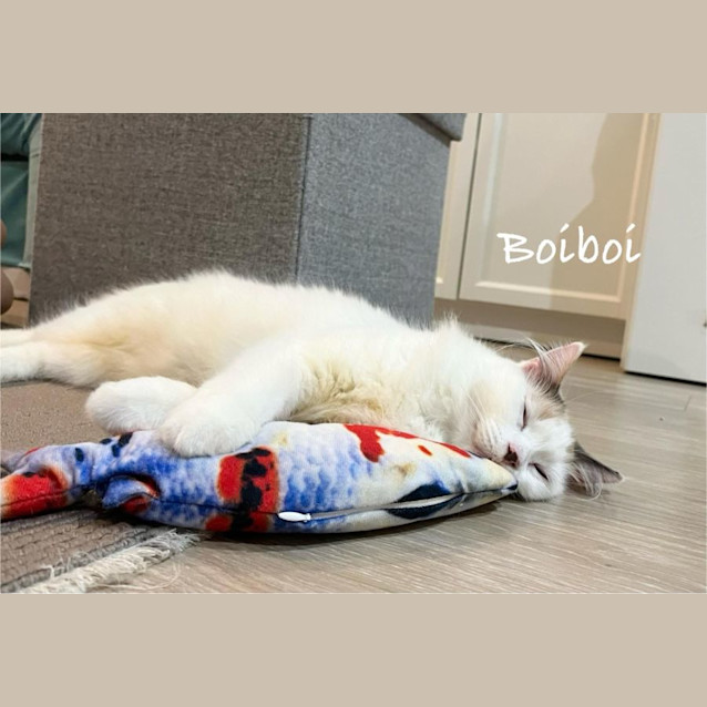 Photo of Boi Boi