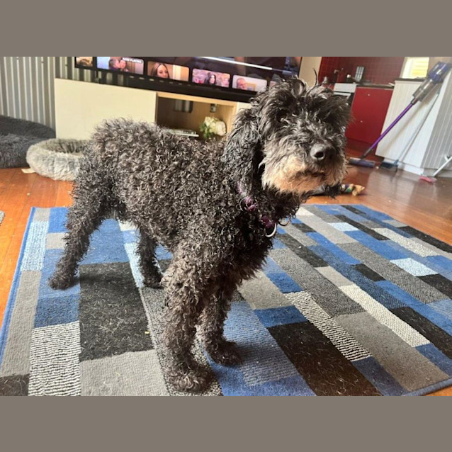 Photo of Banjo Dubois