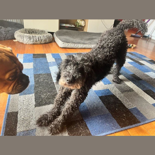 Photo of Banjo Dubois