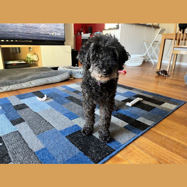 Photo of Banjo Dubois