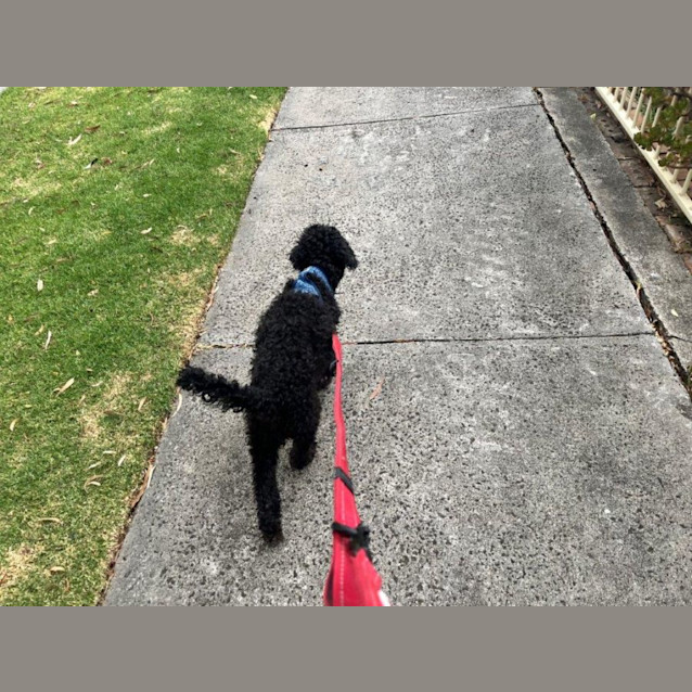 Photo of Banjo Dubois