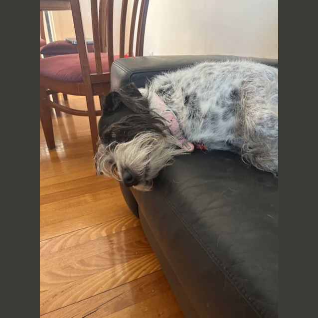 Photo of Pepper Elphinstone