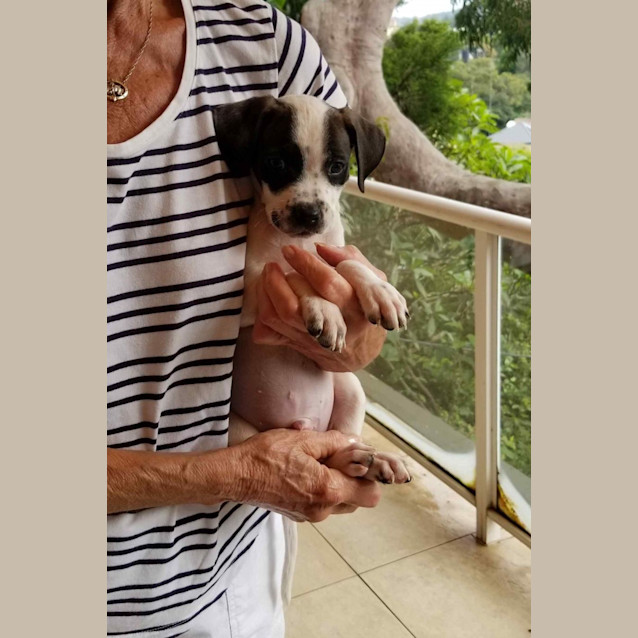 Photo of Bohdi 