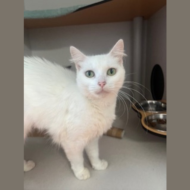 Photo of Snowbi