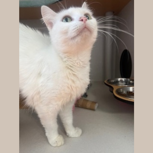 Photo of Snowbi