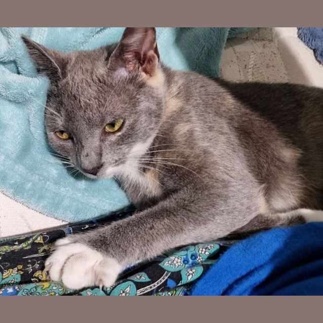 Photo of Opal