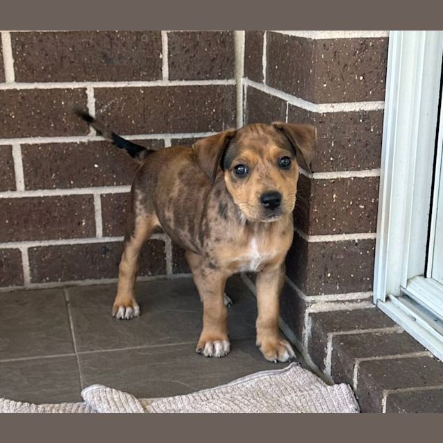 Photo of Billie   6 Week Old Cattle Dog X (Trial)