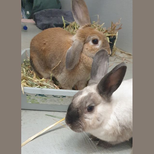 Photo of Hazel (Bonded With Ella)