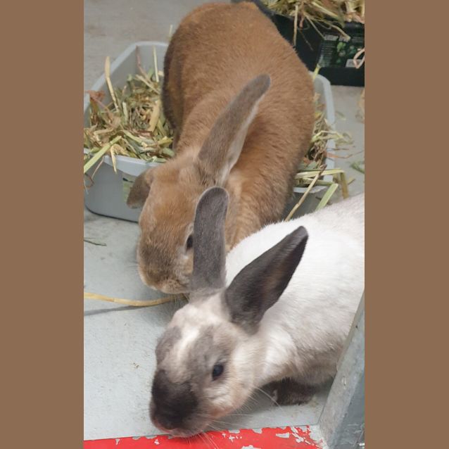 Photo of Hazel (Bonded With Ella)
