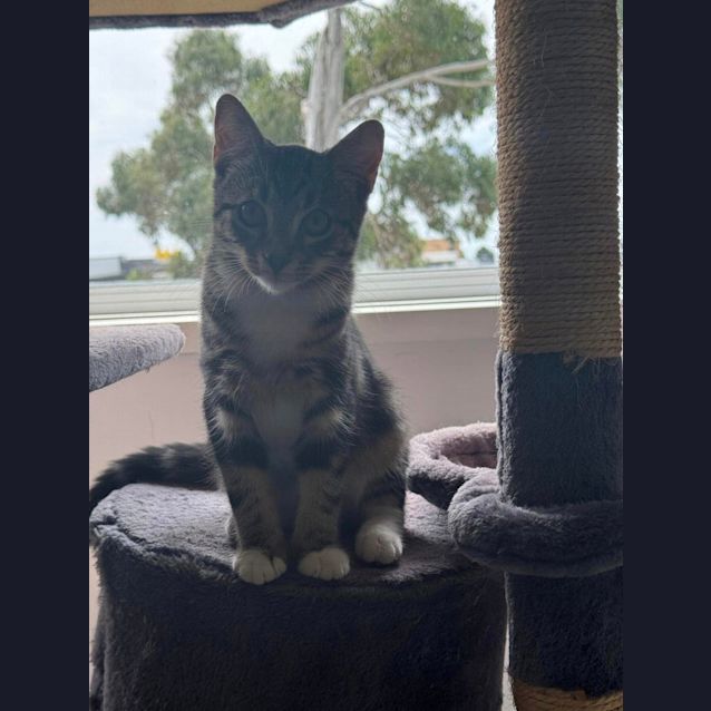 Photo of Stitch