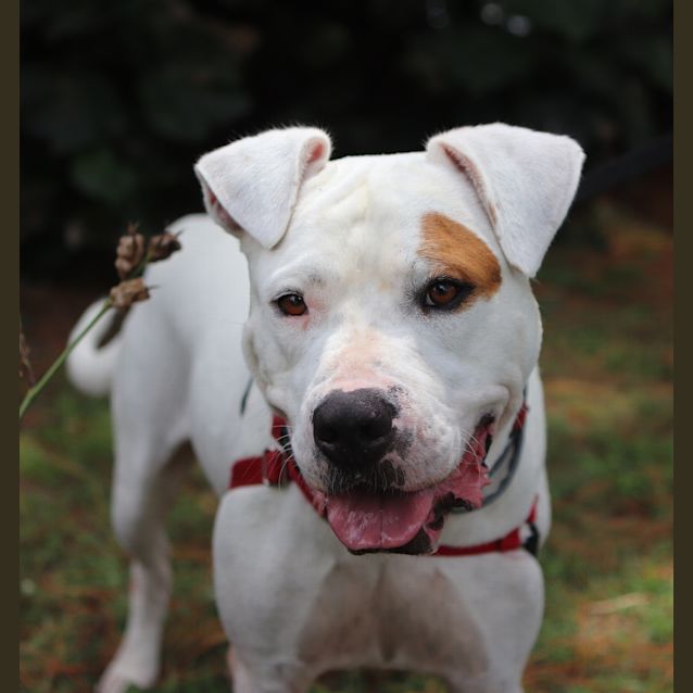 Photo of Ghost