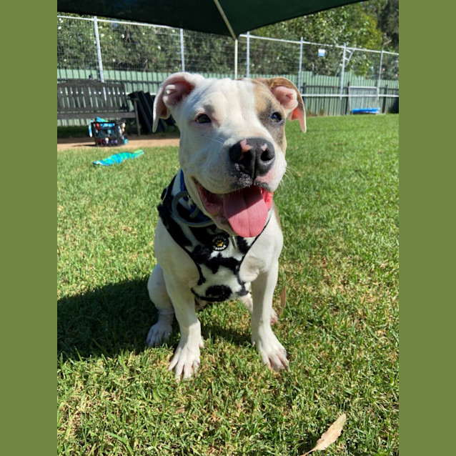 Photo of Moo Moo
