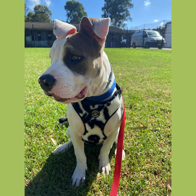 Photo of Moo Moo