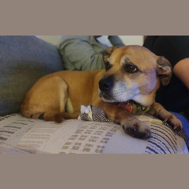 Photo of Scrappy