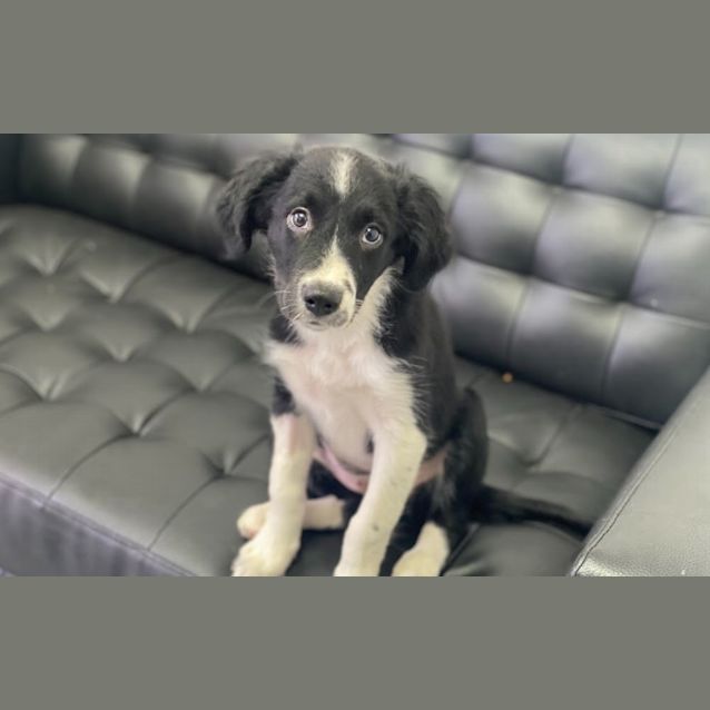 Photo of Jasmine