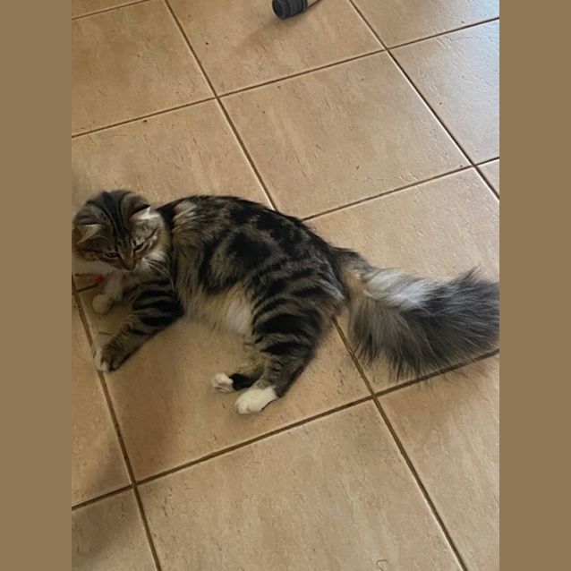 Photo of Scarlett   Located In Patterson Lakes