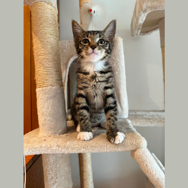 Photo of Charlie Aka Little Dude 