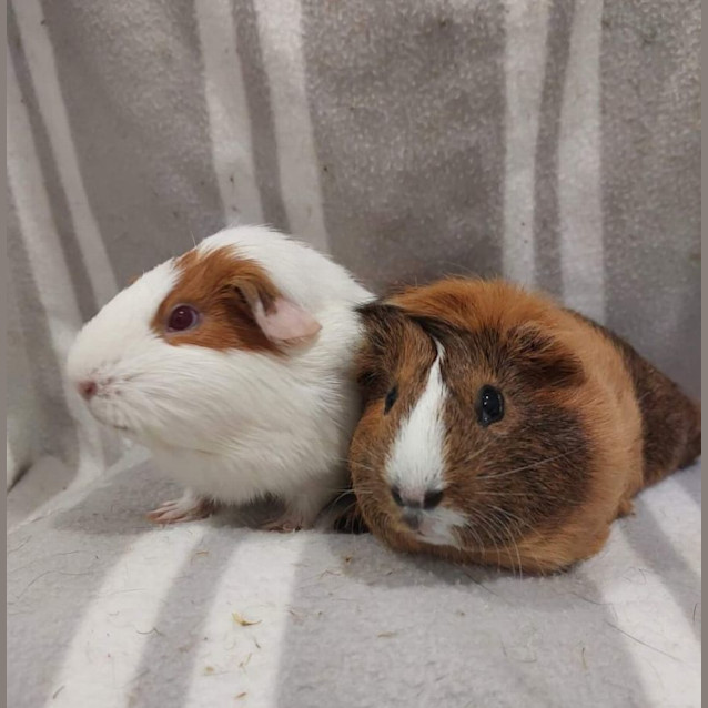 Photo of Laura & Lorelei
