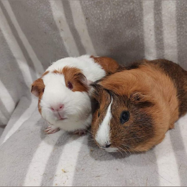 Photo of Laura & Lorelei