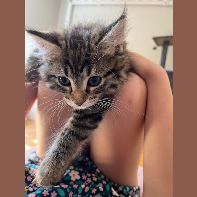 Photo of Luna