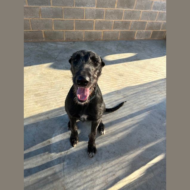Photo of Archie 