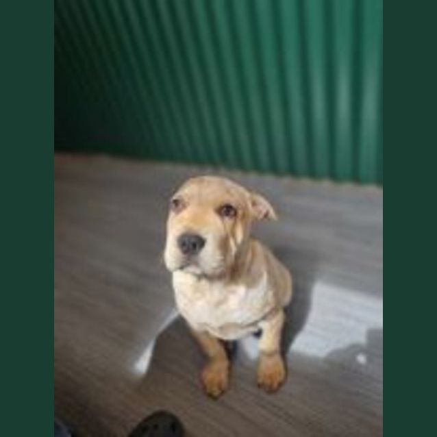 Photo of Barney
