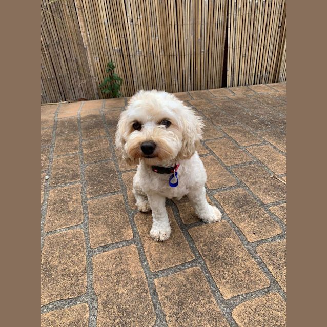 Photo of Xena   3 Year Old Cavoodle (Trial)