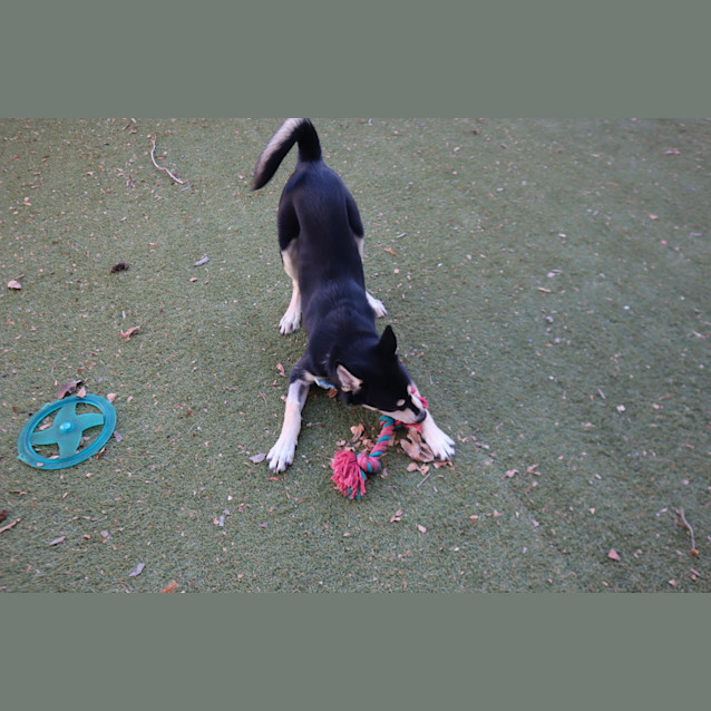Photo of Bluey