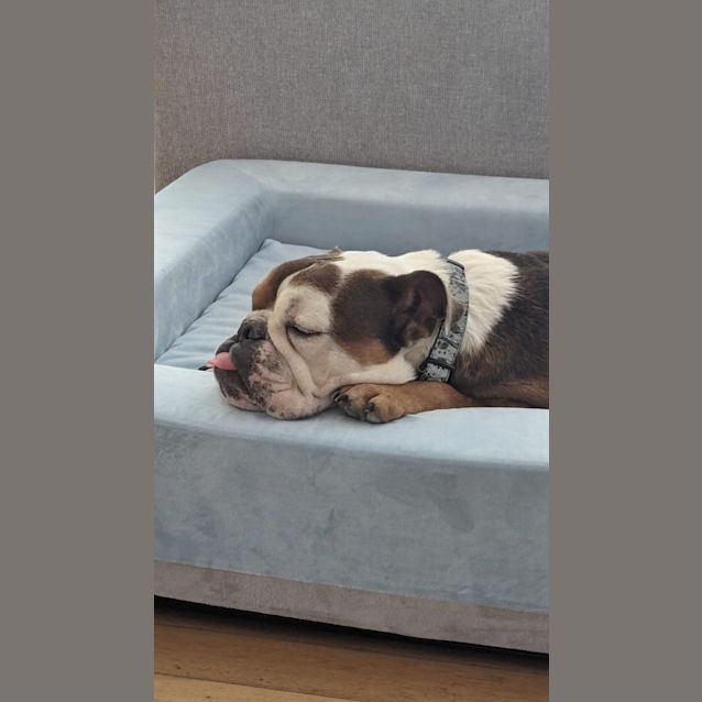 Photo of Monty   6 Year Old Bulldog (Trial)