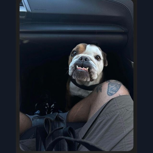 Photo of Monty   6 Year Old Bulldog (Trial)