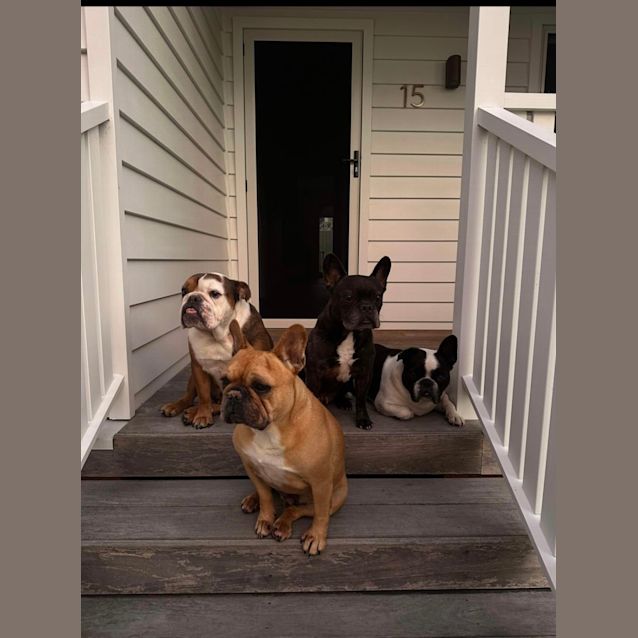 Photo of Monty   6 Year Old Bulldog (Trial)