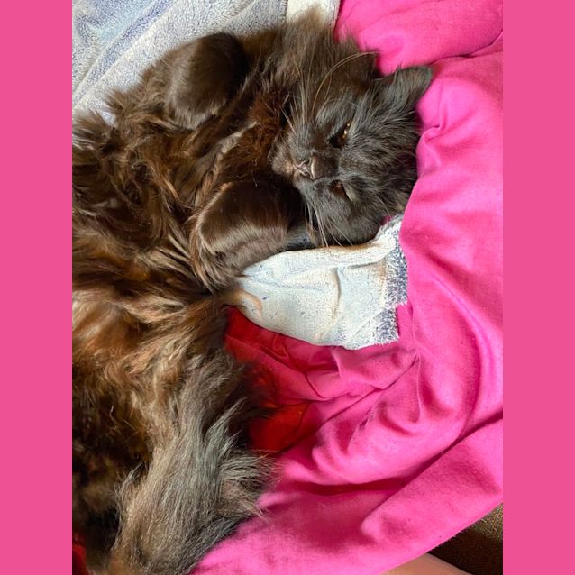 Photo of Licorice