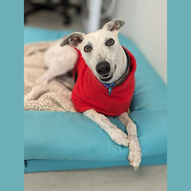 Photo of 🍀 Jasper 5048 🍀