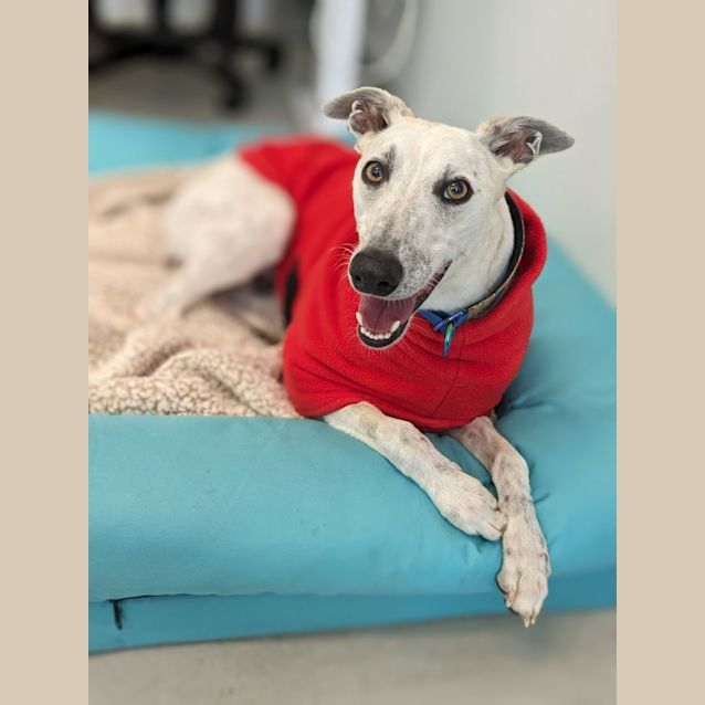 Photo of 🍀 Jasper 5048 🍀