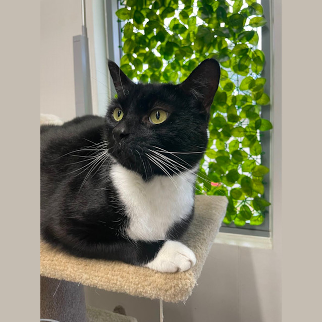 Photo of 🍙 Loki 5072 🍙