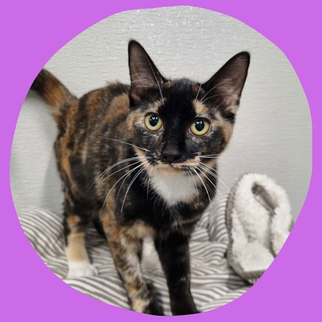 Photo of Gypsy (Bonded With Olive)