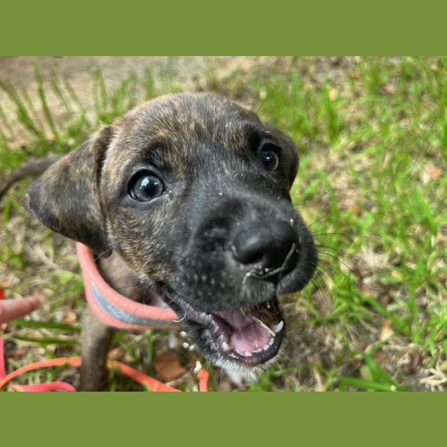 Photo of Snickers