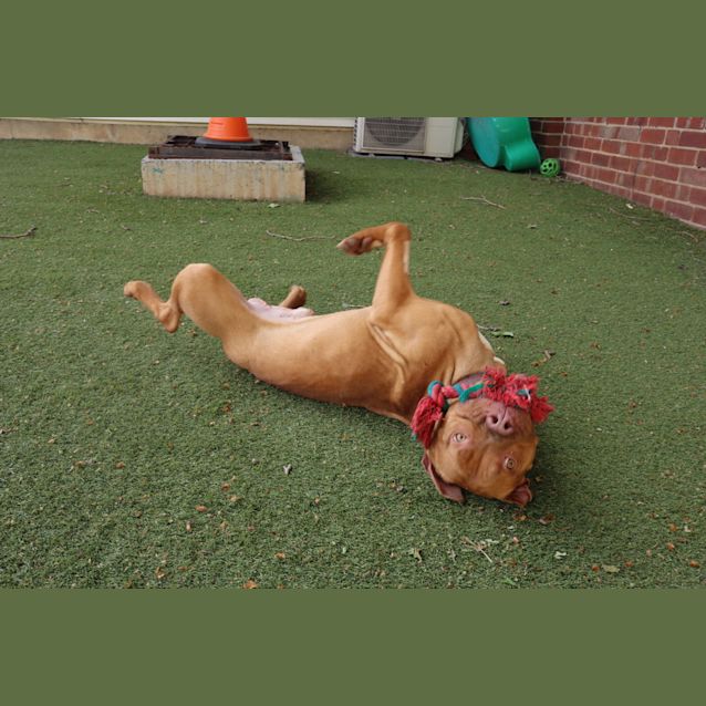 Photo of Chop