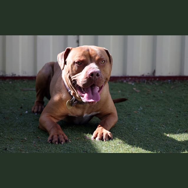 Photo of Chop