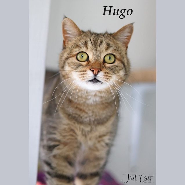 Photo of Hugo