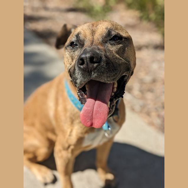 Photo of 👑 Kojak C04852 👑