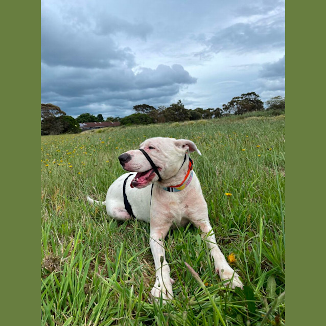 Photo of Buddy