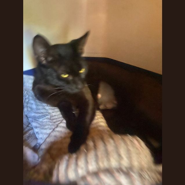 Photo of Bombay Sapphire