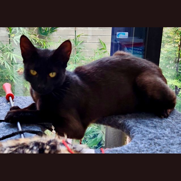 Photo of Bombay Sapphire